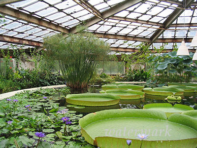 Пражский ботанический сад до 28 февраля можнож навещать бесплатно