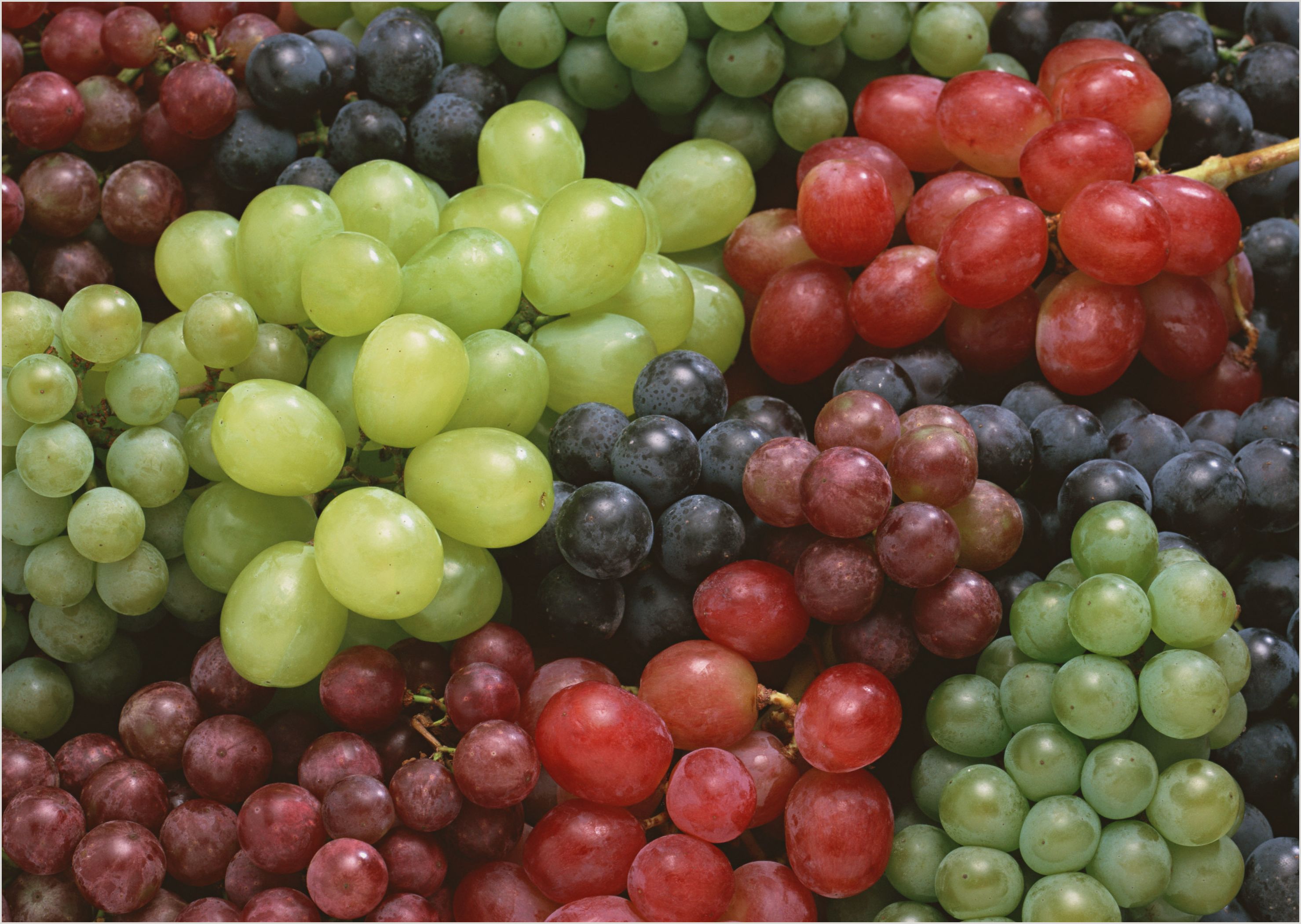 Виноград – живительные свойства плодов и сока для укрепления и улучшения здоровья 