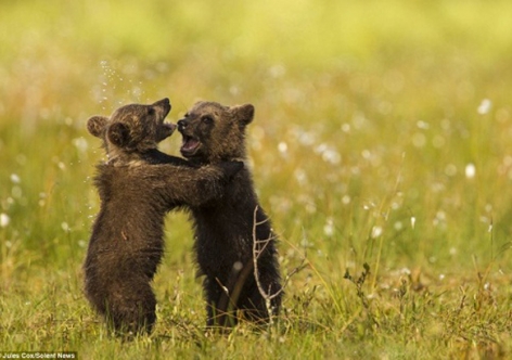 В крымском зоопарке перед ветхим новеньким годом родились медвежата