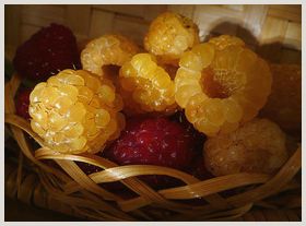 Желтая малина для настоящих ценителей крупных сладких ягод 