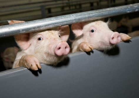 В Краснодарском крае и Крыму найдена африканская чума свиней