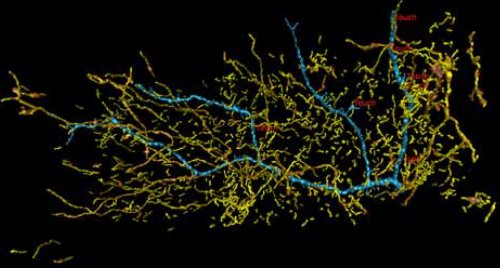 Нейронные микроцепи
