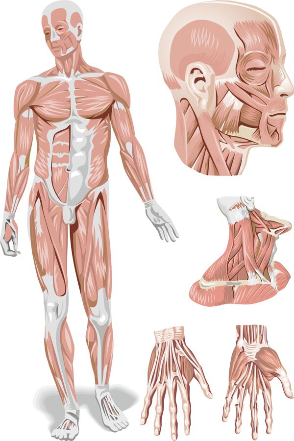 Анатомия человека (мышечная система) подборка векторных отрисовок