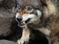 В Ривненской области 70-летняя бабушка отбилась от неистового волка