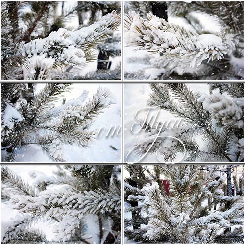    -     / Pine branch in snow
