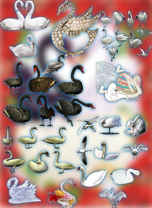Коллекция Png клипартов - Белые и серые лебеди