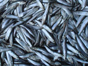 Украина импортирует 80% рыбы / Новинки / Finance.ua