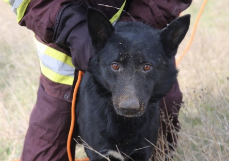 В Крыму выручили собаку, упавшую в глубокую яму [фото, видео]