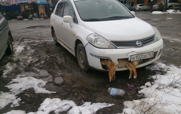 В РФ депутат несколько дней ездил с мертвой собакой в бампере