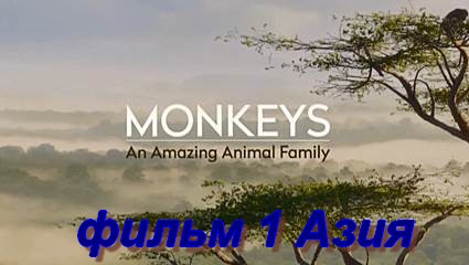 Обезьяны - Удивительное семейство животных (2016) HDTVRip фильм 1 Азия