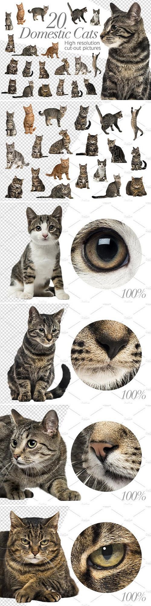 20 Domestic Cats - Cut-out Pictures 2316524