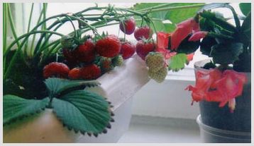 Садовая земляника на подоконнике – подробная инструкция по выращиванию земляники в домашних условиях 
