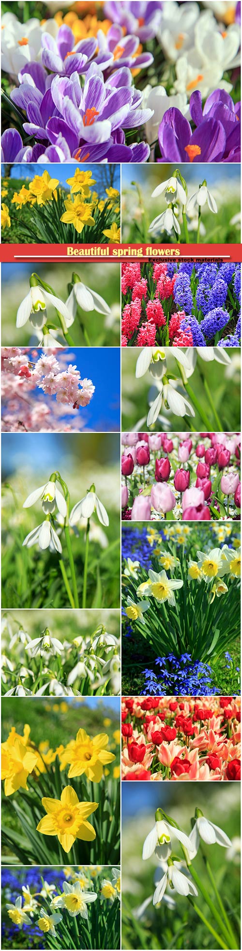 Beautiful spring flowers, snowdrops, daffodils, hyacinths, crocuses
